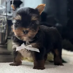 cute Yorkshire Terrier puppies for sale