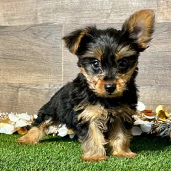10-week-old male Yorkshire Terrier