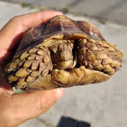 3 year old male sulcata tortoise