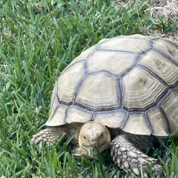 60 year old African spurred tortoise