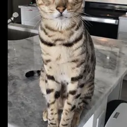 Bengal silver cat