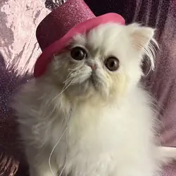 Beautiful Persian kitten
