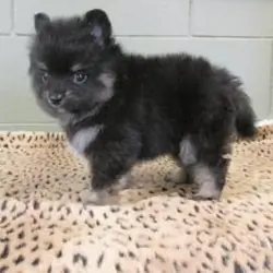 Ready to go Pomeranian puppies