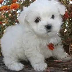 Healthy Maltese puppies available