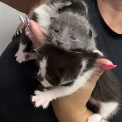 Part Maine Coone kitty