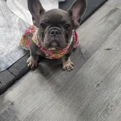 AKC French Bulldog