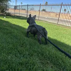 Male Frenchie - Brindle