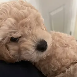 Toy poodles