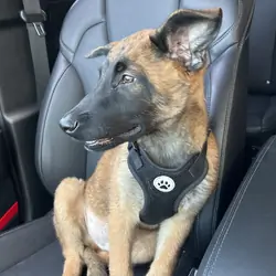 Belgian Malinois
