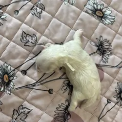 Meadow - Coton de Tulear