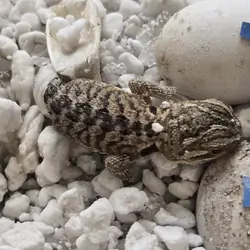 Baby Bearded Dragons