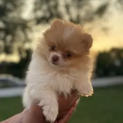 Pomeranian puppy