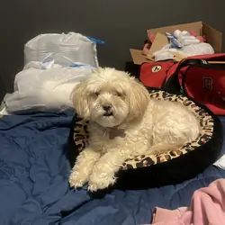 4 year old maltapoo /female
