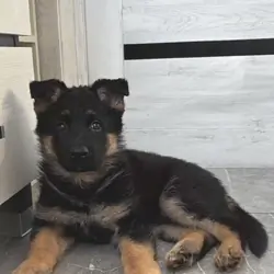 Beautiful black-and-tan German Shepherd