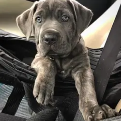 Great Pitbull Puppies