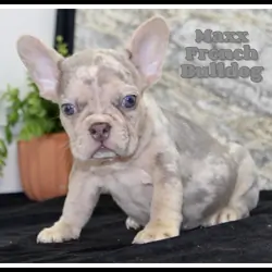 Maxx Male French Bulldog