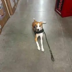 Service dog