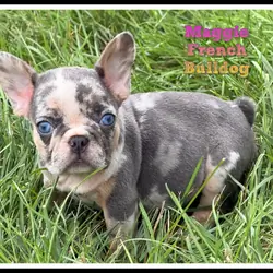 Maggie Female French Bulldog