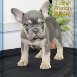 Tucker Male French Bulldog
