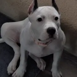 American bullie