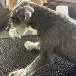 3yr old male miniature schnauzer!!!