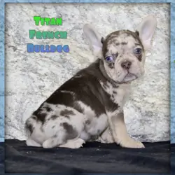 Titan Male French Bulldog