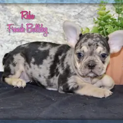 Reba Female French Bulldog