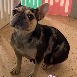 Luna Female French Bulldog