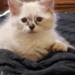 Ragdoll kittens