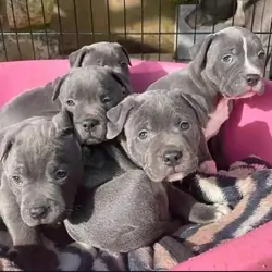 Pitbull Puppies Akc Registered
