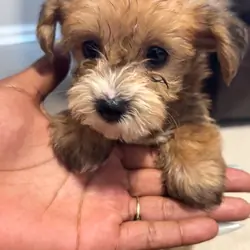 CKC Litter of Yorkies