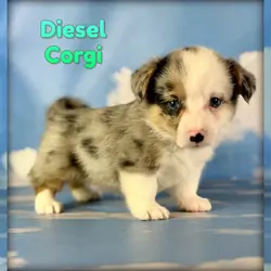 Diesel Male Corgi