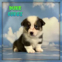Duke Male Corgi