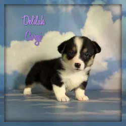 Delilah Female Corgi
