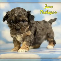 June Female Peekapoo