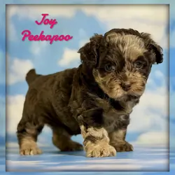 Joy Female Peekapoo