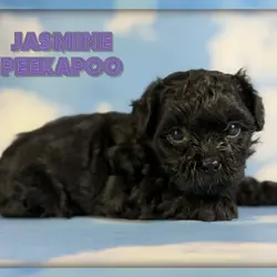 Jasmine Female Peekapoo