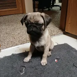 2 pug puppies!!