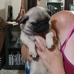2 pug puppies!!