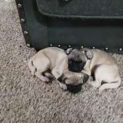 2 pug puppies!!