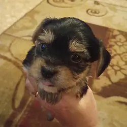 Morkie puppies