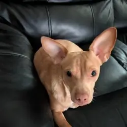 8 month old Chihuahua Mix