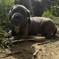Cane Corso pups