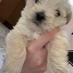Female maltipoo puppy