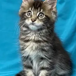 Maine Coone KITTENS FREE