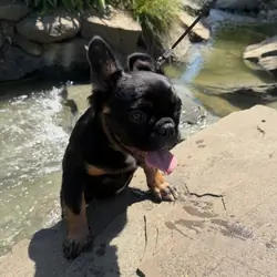 Adorable fluffy frenchie