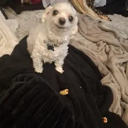 Pure breed Maltese Registered/ trained/ vaccinated