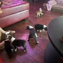Boston Terrier Puppy