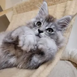 Mainecoon