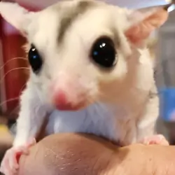 Sugar glider Joey's x2 males